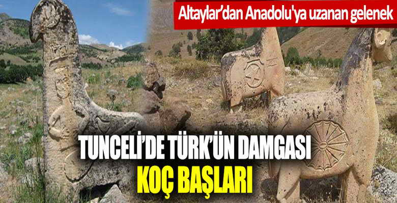 Altaylar’dan Anadolu’ya… Tunceli’de Türk’ün damgası: Koç başları