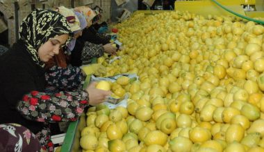 Limonun Başkenti Erdemli