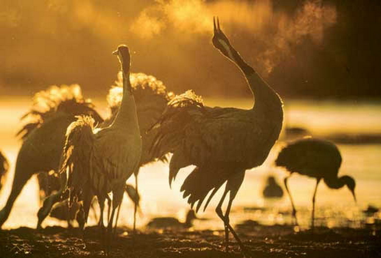 Turna; Anadolu insanıyla bütünleşen, türkülerimize, şiirimize, edebiyatımıza giren, bereketin, iyiliğin,