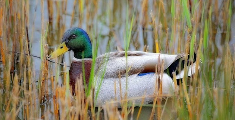 Halk edebiyatımızın temel taşlarından birini meydana getiren halk ozanlarımız, türkü