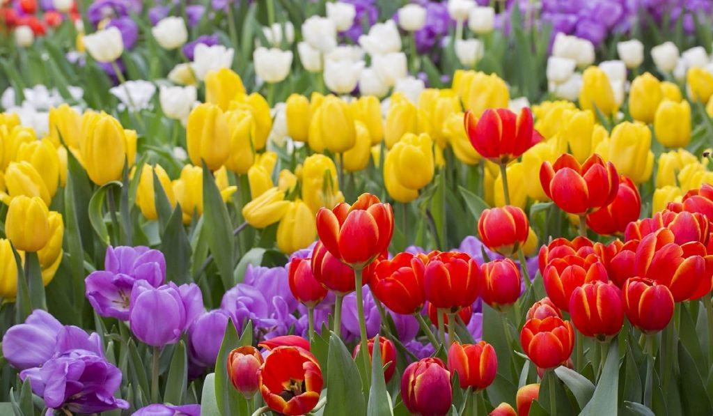 Bu çalışma, CHARLES MACKAY’in “MEMOIRS OF EXTRAORDINARY POPULAR DELUSIONS AND