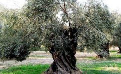 Zeytin (1)