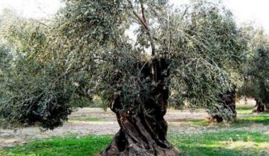 Zeytin (1)